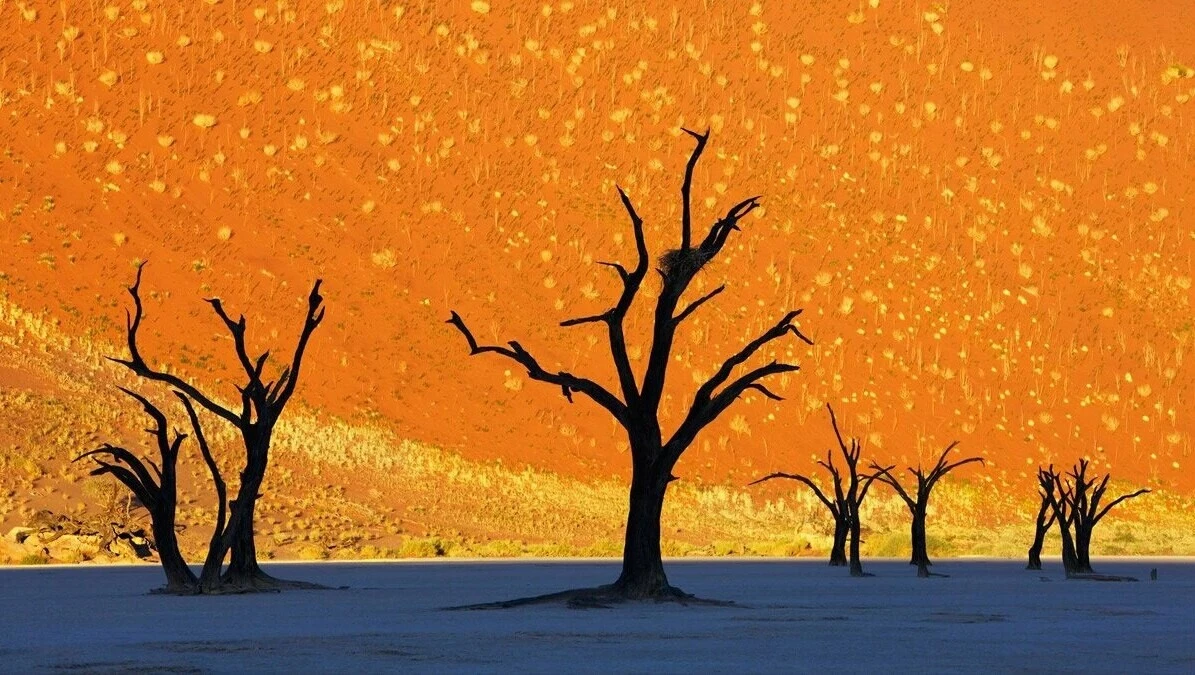 😲 Это не картина, а реальная фотография