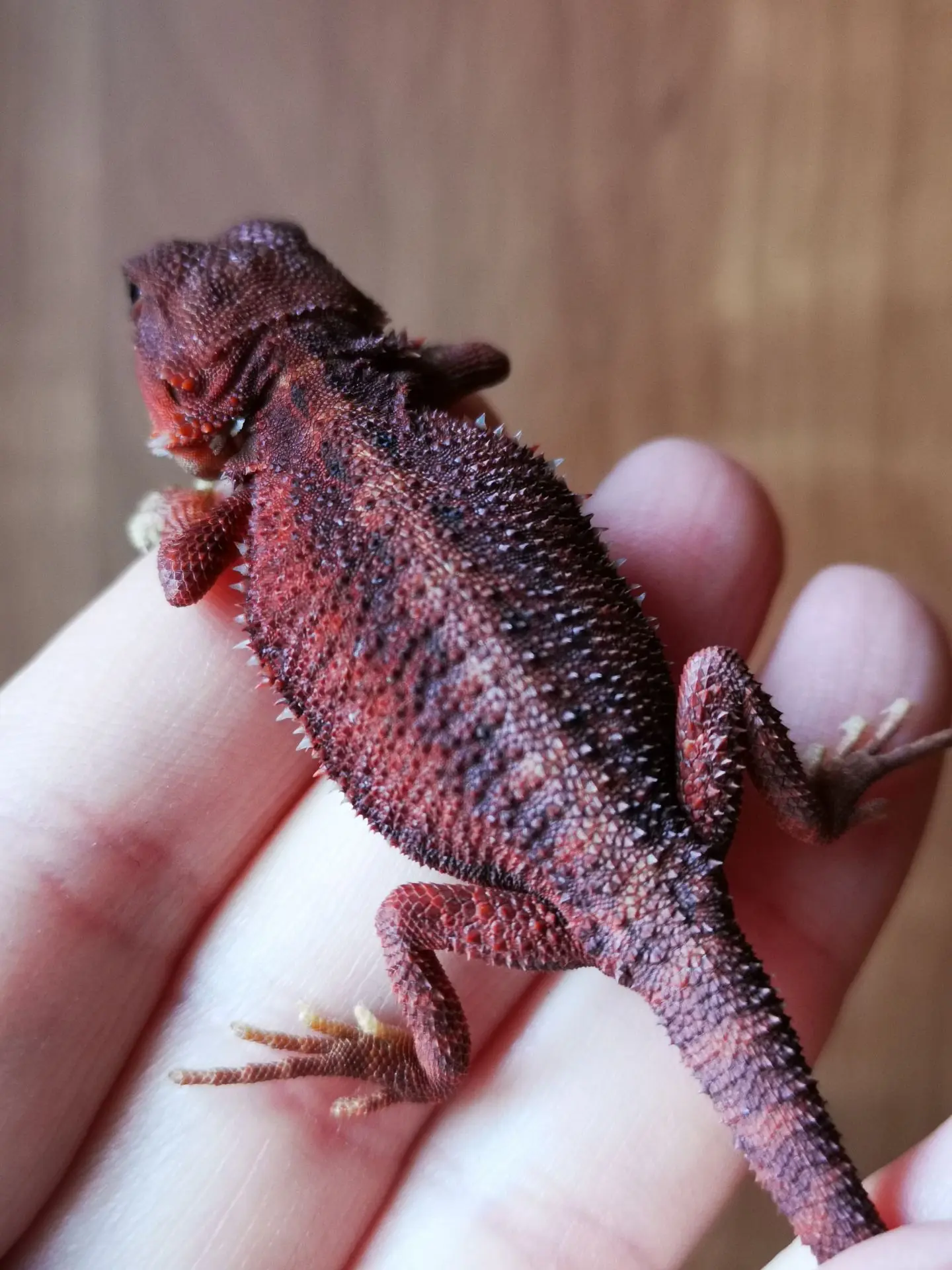 Монстрик 🦎❤️🦎