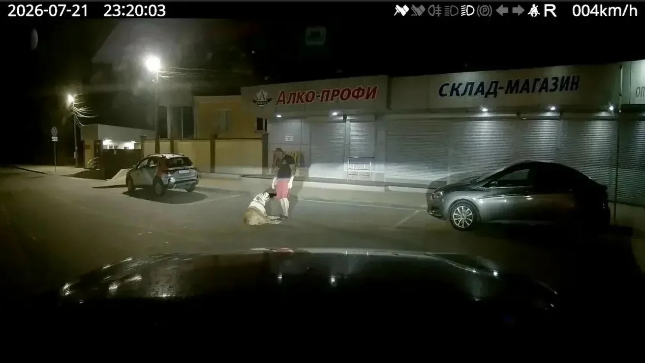 🐕 В Дагомысе алабай напал на таксу во время прогулки