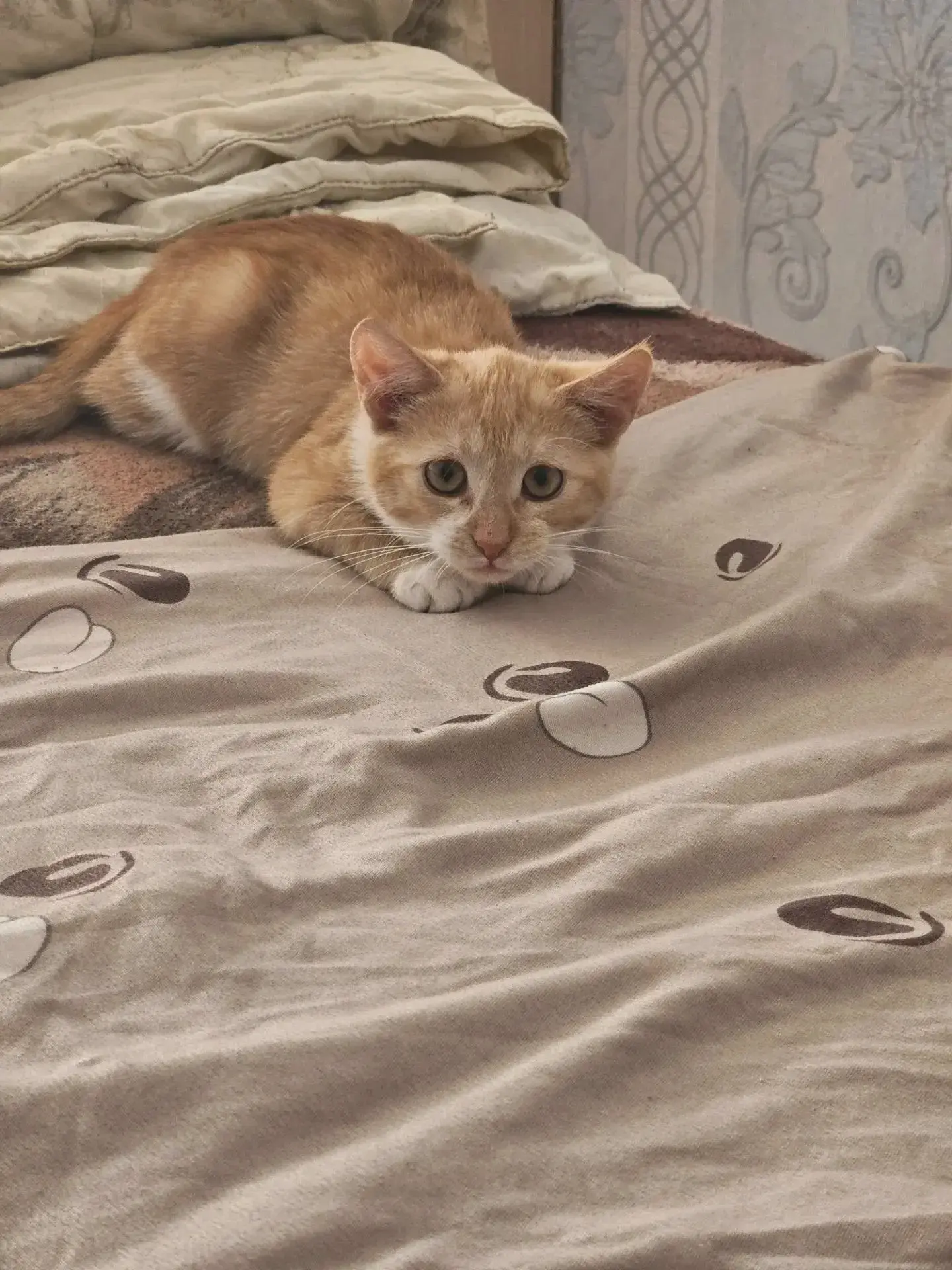 🐈 Ищут кота, выпавшего из окна на Ленина