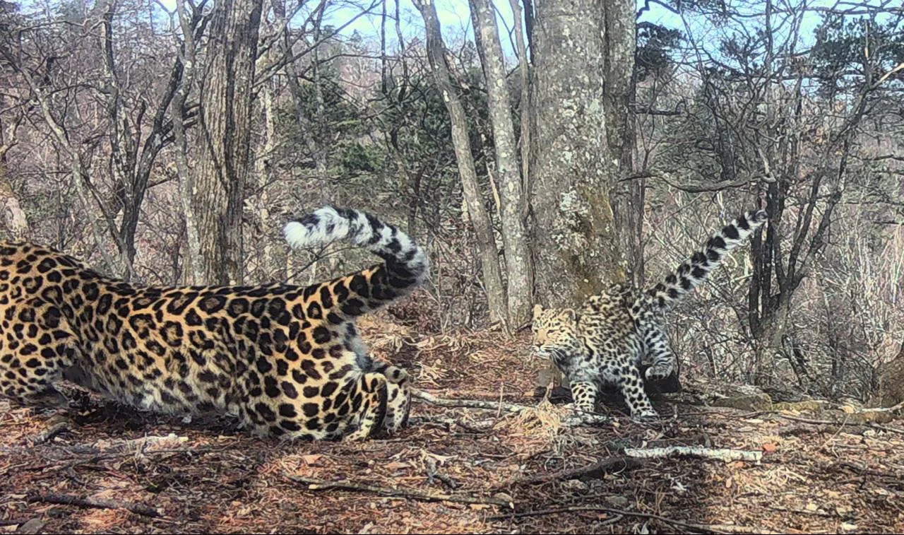 Бегом за мамой! 🐆  Беззаботное, а главное безопасное детство — это именно то, что нужно малышам, в т