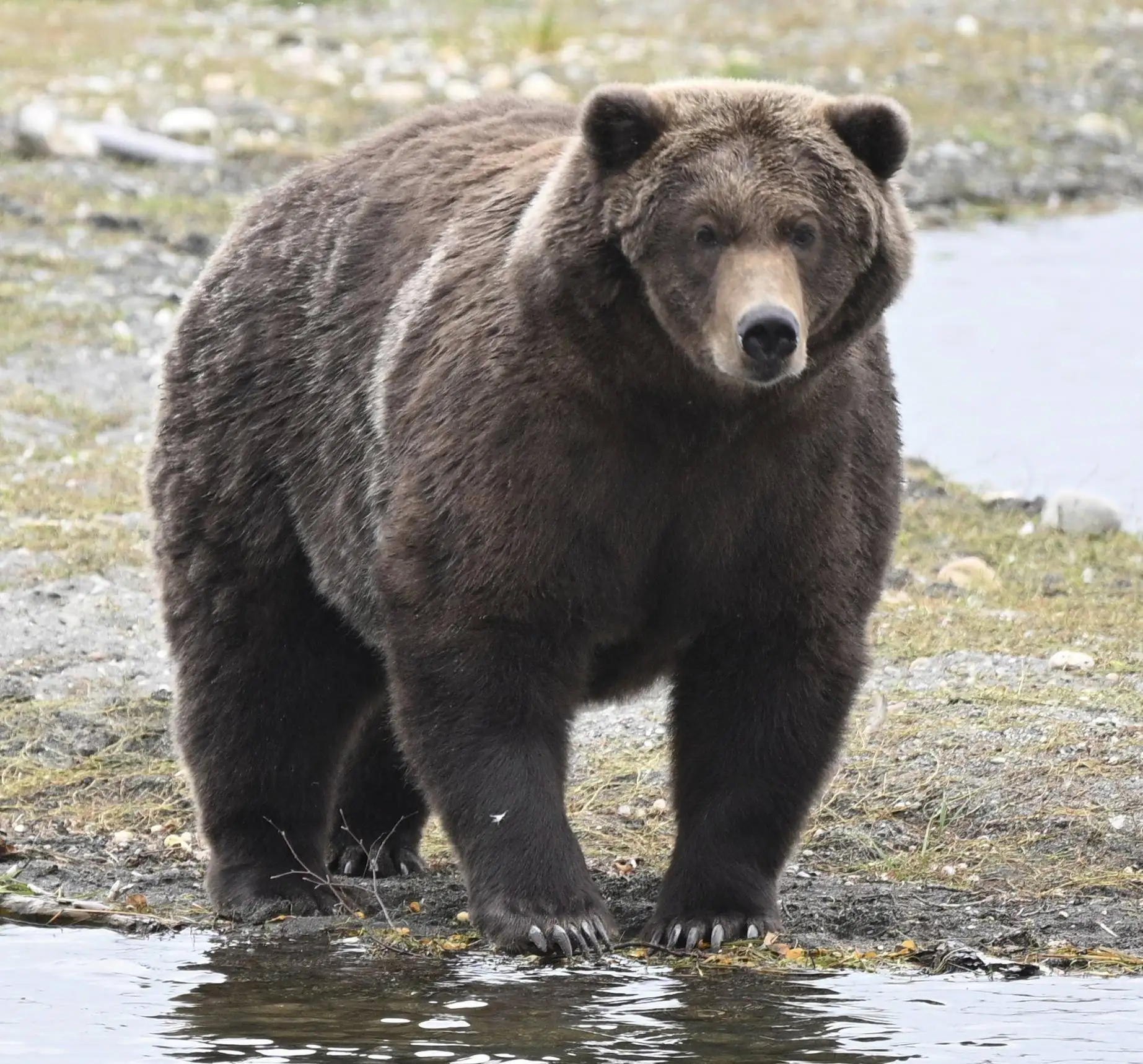 🐻 На Аляске снова выбрали самого толстого медведя