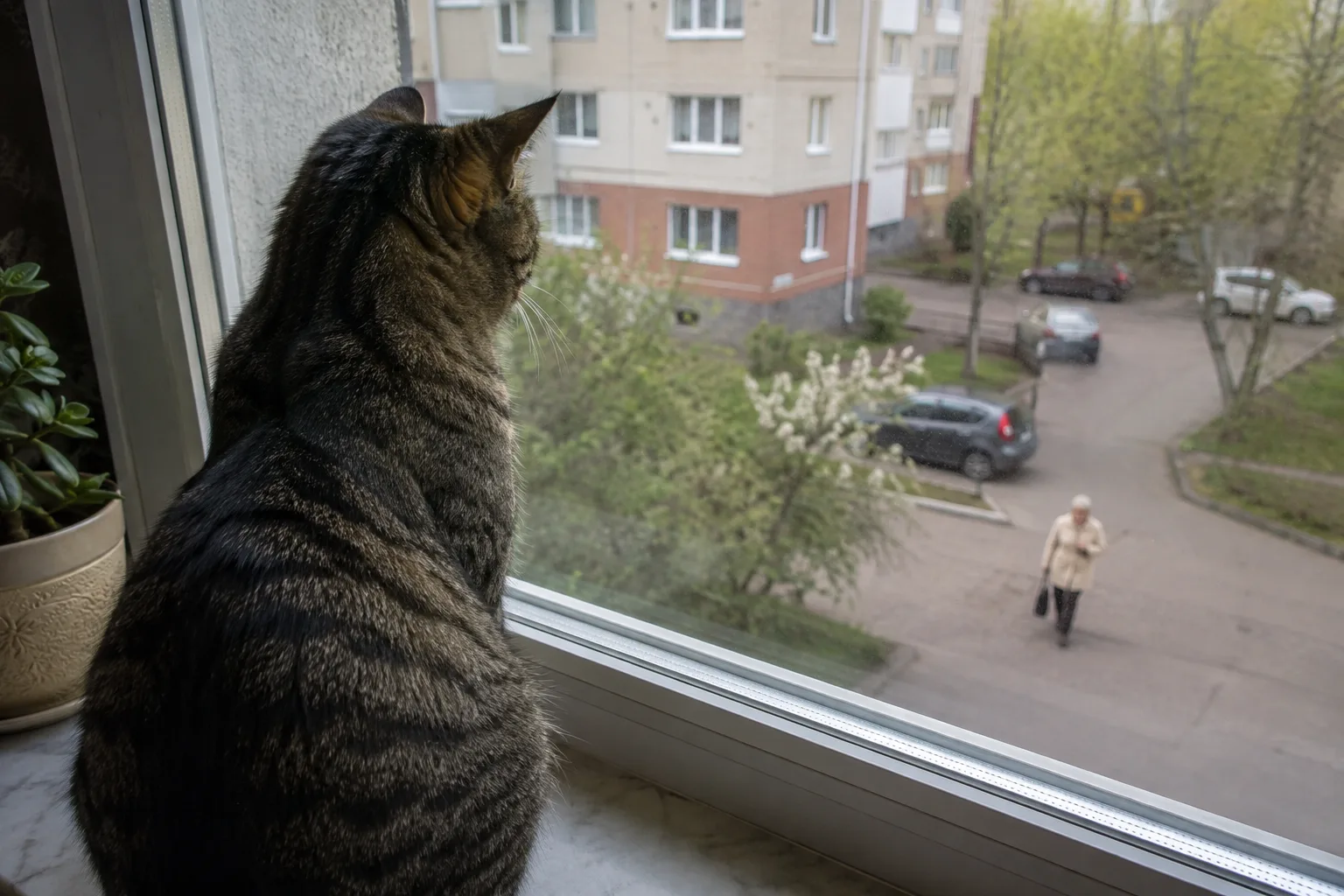 Узнаёт ли кошка ваше лицо издалека — или вас выдаёт совсем другое?