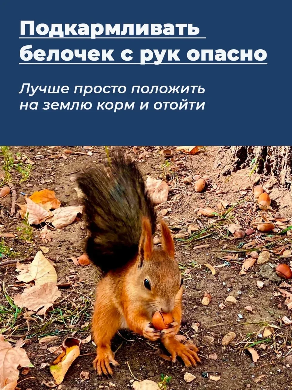 ❗️ Подкармливать белочек с рук опасно