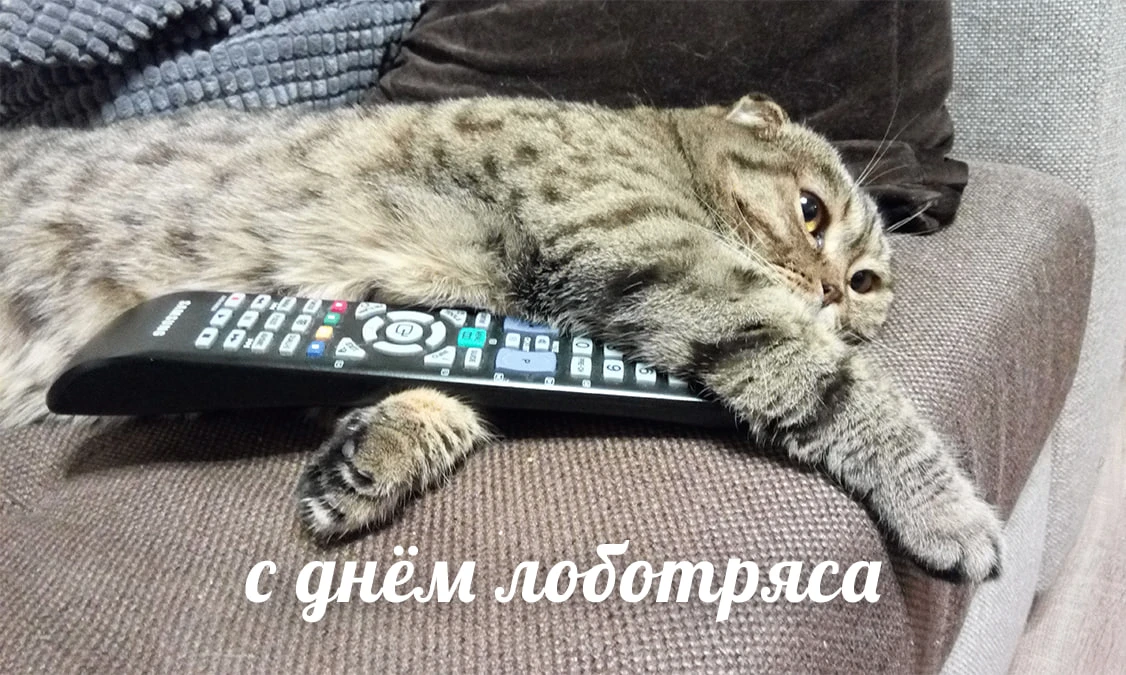 Сегодня отмечается День лоботряса — можно с чистой совестью ничего не делать и наслаждаться безделье