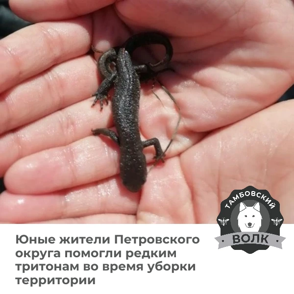🦎 Во время субботника в Петровском округе дети спасли редких тритонов