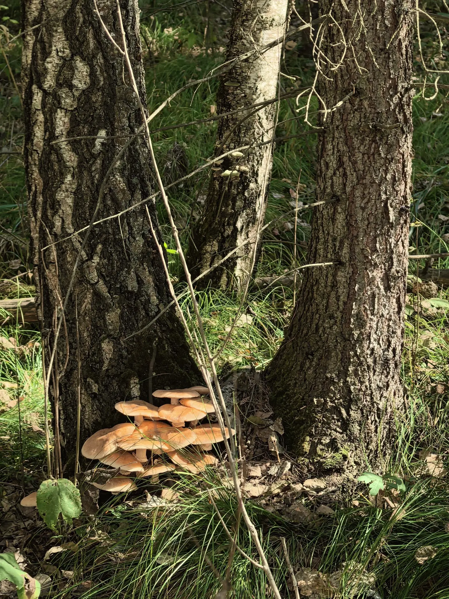 Опята в осеннем лесу🍄‍🟫