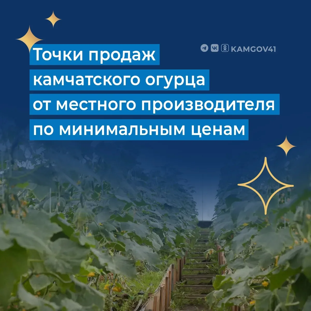 🥒Жители региона могут приобрести местные огурцы от ТК "Камчатский" с минимальной надба...