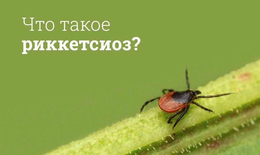 📢 В последние дни в СМИ было много публикаций по поводу еще одной инфекции, переносимой клещами, ко