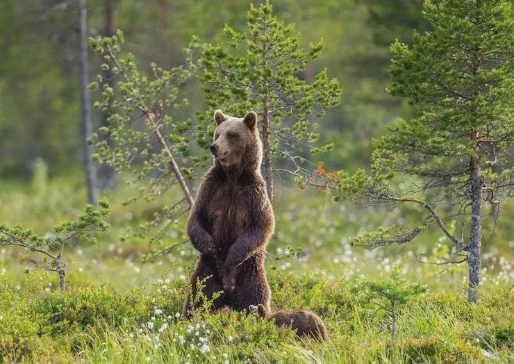 🐻 Из-за нападений медведей готовят первоочередные меры