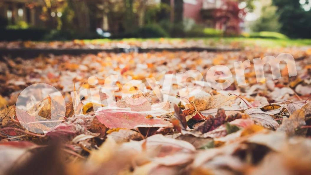 🍂 Яндекс пообещал теплую осень в Перми