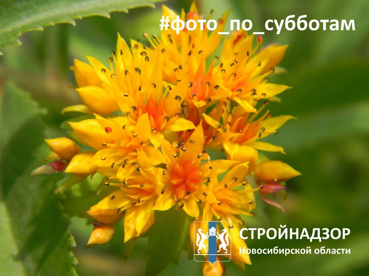 Ах, лето! 

Фотография: Екатерина Колмогорова

#СтройнадзорНСО_HobbyTime #СтройнадзорНСО_нашикадры