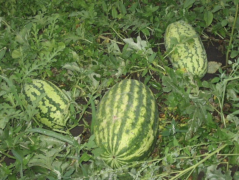 🍉 Четвёртые в стране: Волгоградская область собрала рекордный урожай бахчевых