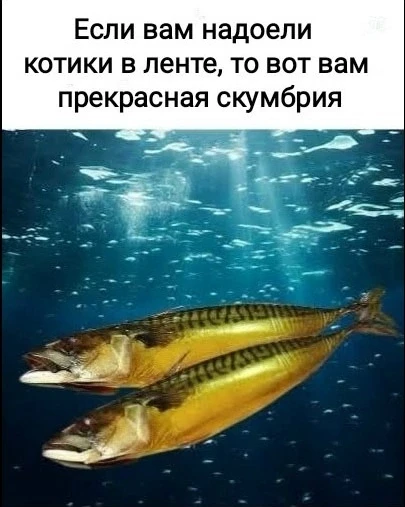 Наш телеграм: https://t.me/votetoprikol90