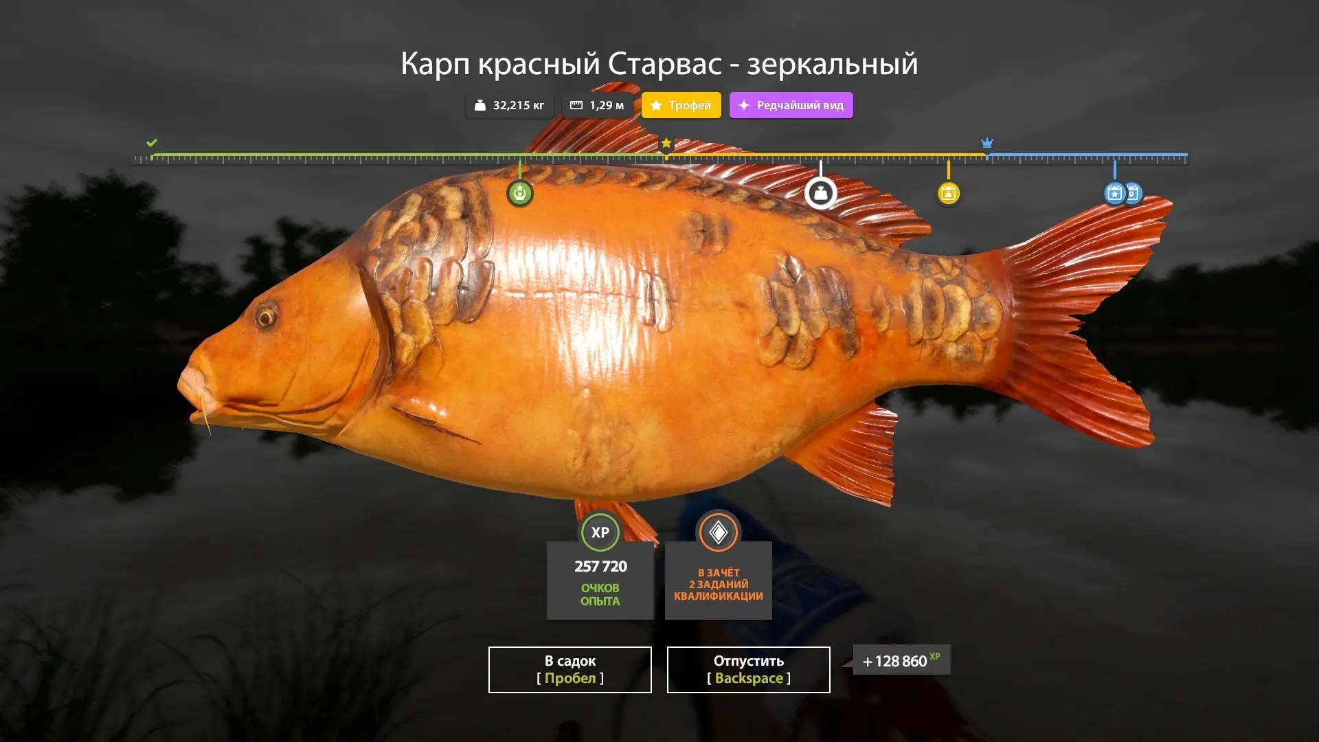 #янтарное@pp4wikipedia 
🐟 Карп красный старвас-зеркальный (трофей)
📌 Координаты 83:145
🎣 Кл 35