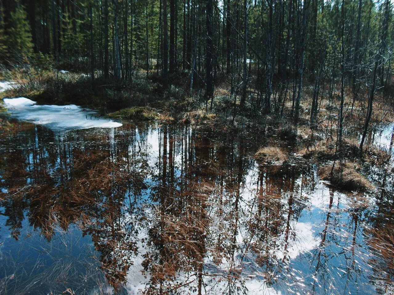 🌲 Весна постепенно приходит в леса Верхнетуломского  Снег ещё лежит, но уже меняется: где-то он отли