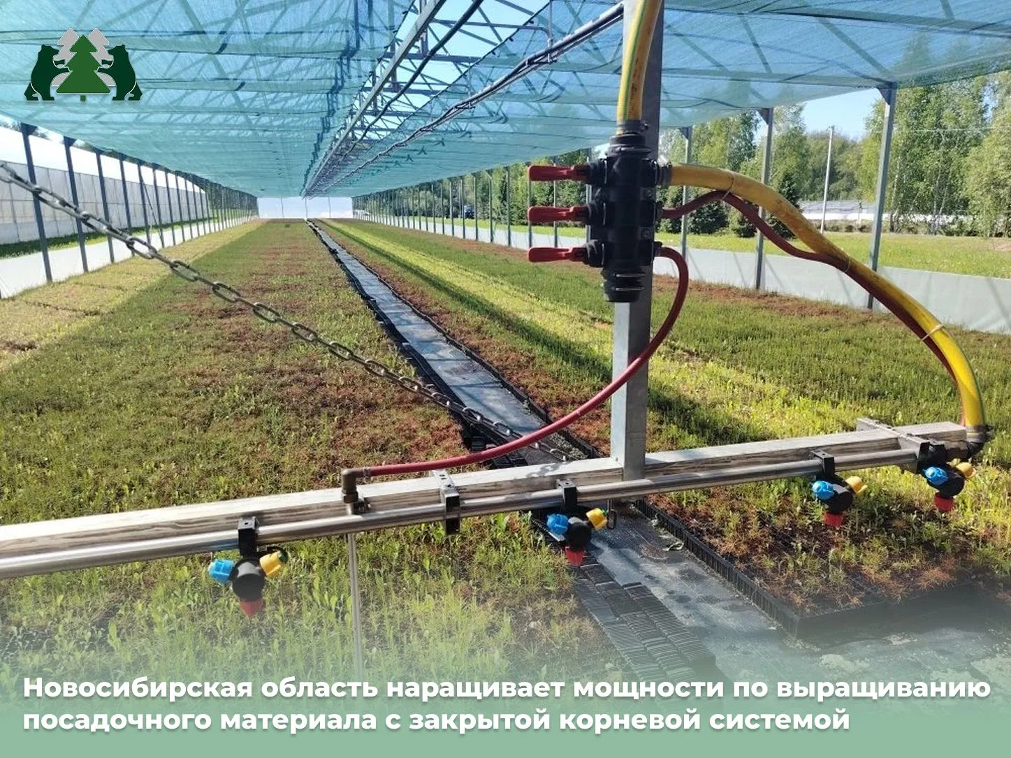 Новосибирская область активно переходит на саженцы с закрытой корневой системой (ЗКС) –...
