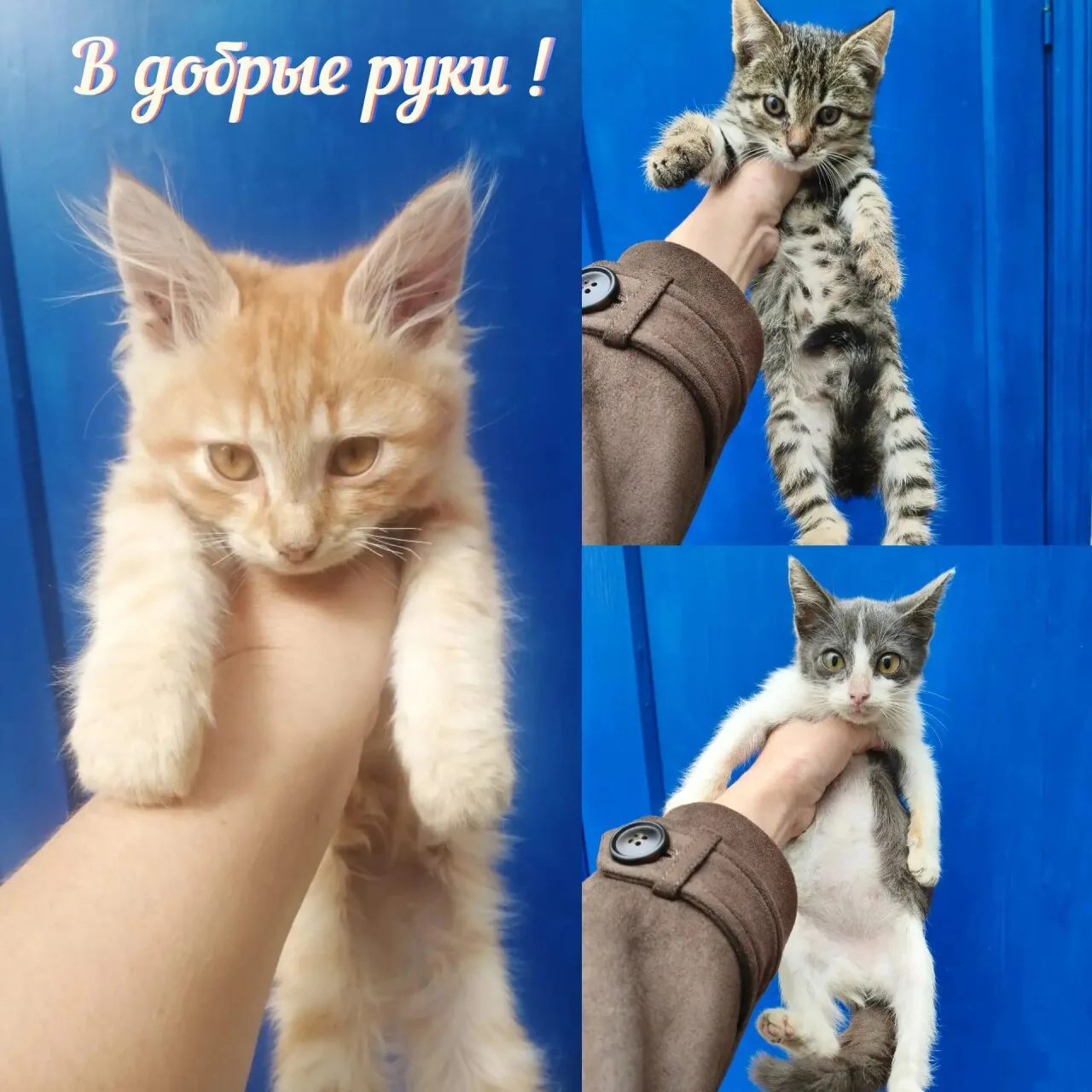🐾 Котята в добрые руки!