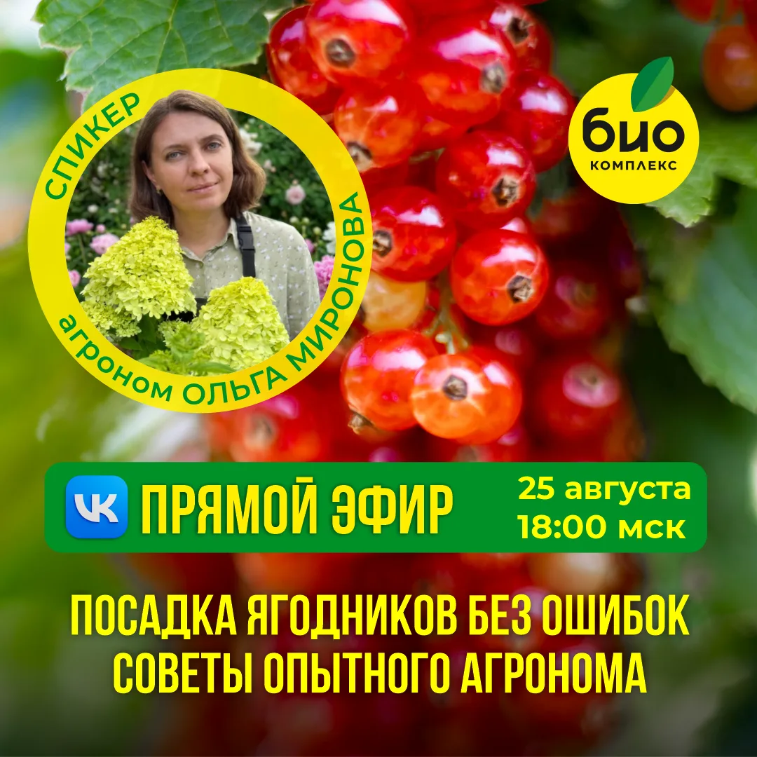 Посадка ягодников без ошибок: советы опытного агронома.