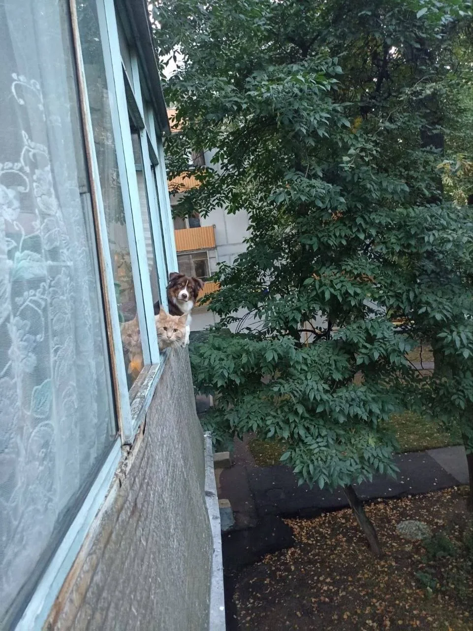 Милые соседи на Ереванской улице)