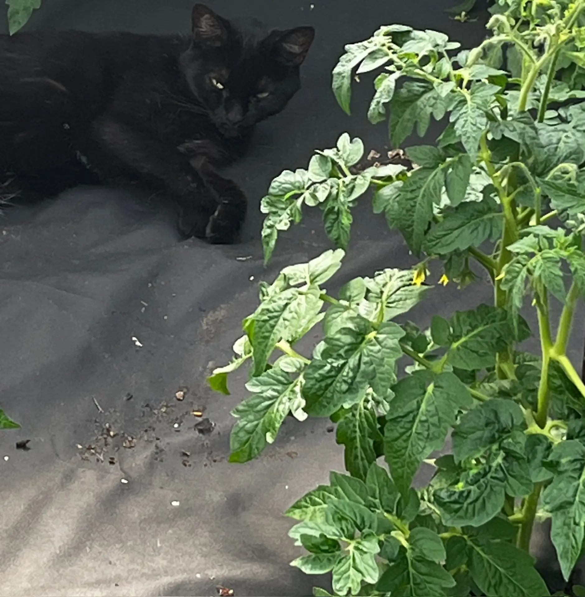 🍅 ДРОЖЖЕВАЯ ПОДКОРМКА ДЛЯ ТОМАТОВ: РЕЦЕПТ БУЙНОГО РОСТА  Хотите, чтобы помидоры росли как на дрожжах