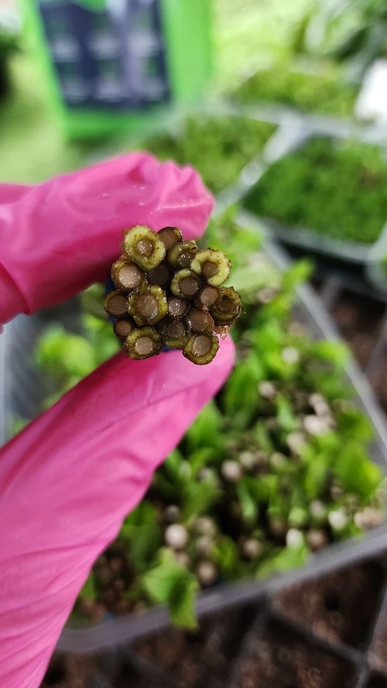 Ставим на укоренение в парник первый одревесневший черенок этого сезона 🌱  Черенки две недели предва