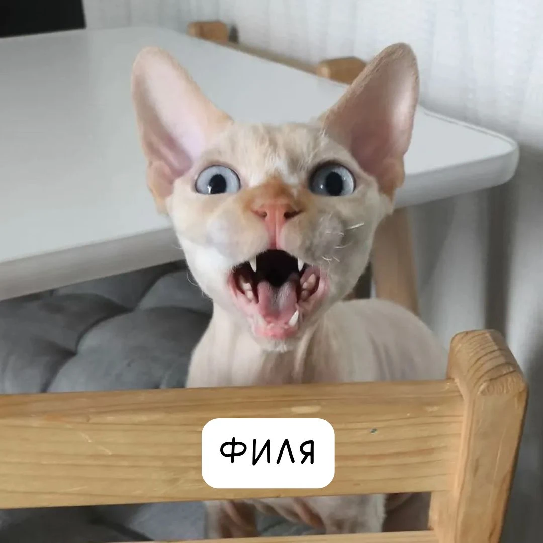 🐱 Кубок Яши Правкина продолжается. Тур 42