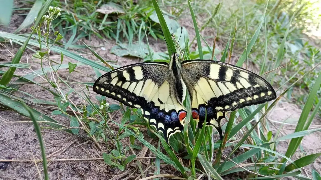 🦋 В Нижегородской области заметили одну из самых красивых бабочек В Керженском заповед...