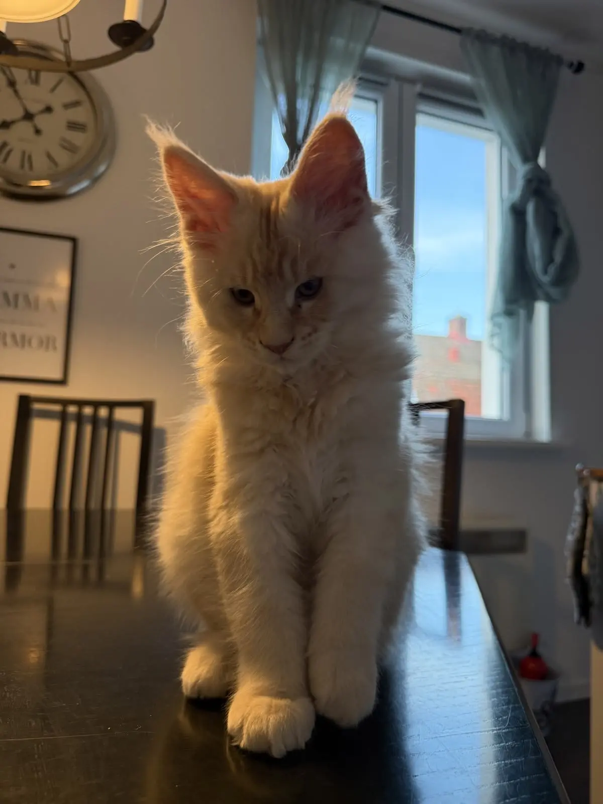 #КотикПодписчика 🥰