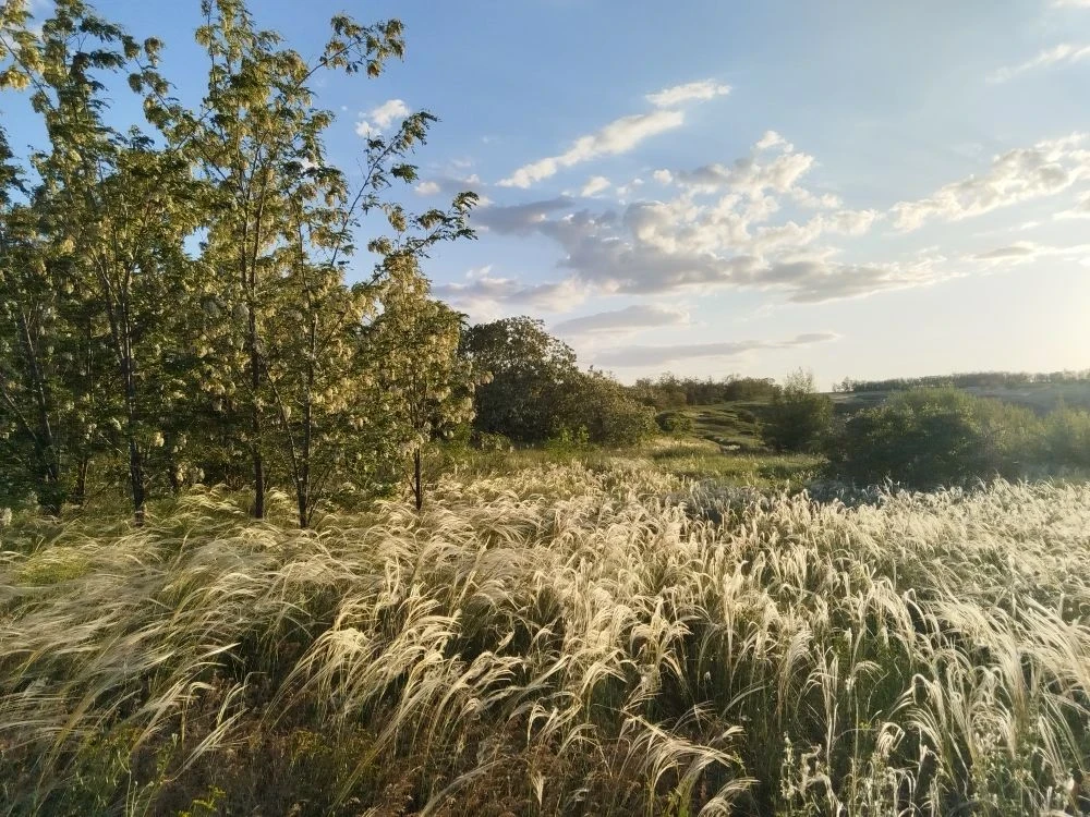🌾 Седые волны Дона: майское очарование степи  ☘️ Май… чудесные солнечные деньки накануне Троицы. Дон