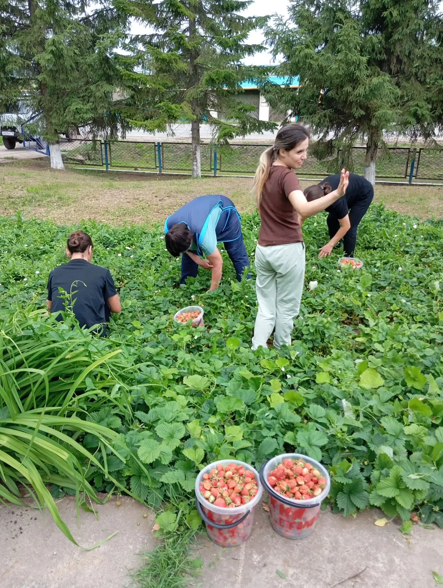 В пришкольном огороде наконец-то созрел первый урожай клубники!🍓🍓🍓 Несмотря на дождливую погоду,�