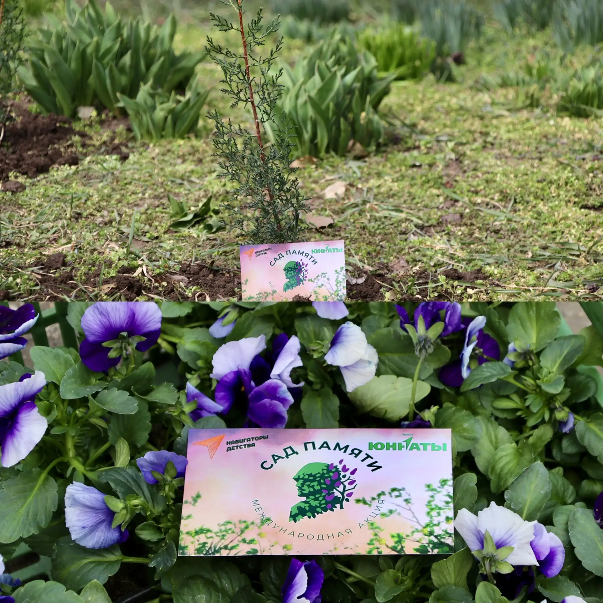 🌳САД ПАМЯТИ🌳  🇷🇺Сегодня тема единства звучит особенно актуально. И в честь важного события ВОССОЕДИН