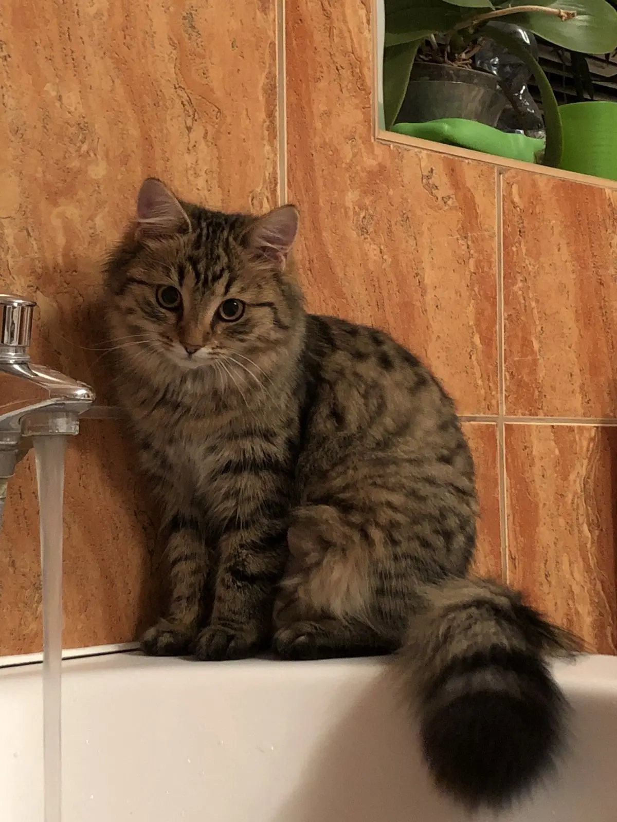 #КотикПодписчика 🥰