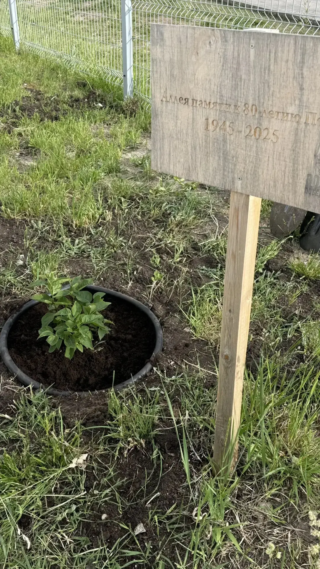 🌿 Школьная Аллея Победы: память живёт! 🌿  Год назад мы вместе с ребятами и родителями активистами вы