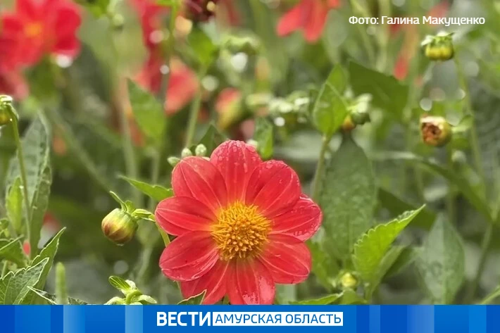 +1 °С и дожди: прогноз погоды в Приамурье на 6 сентября