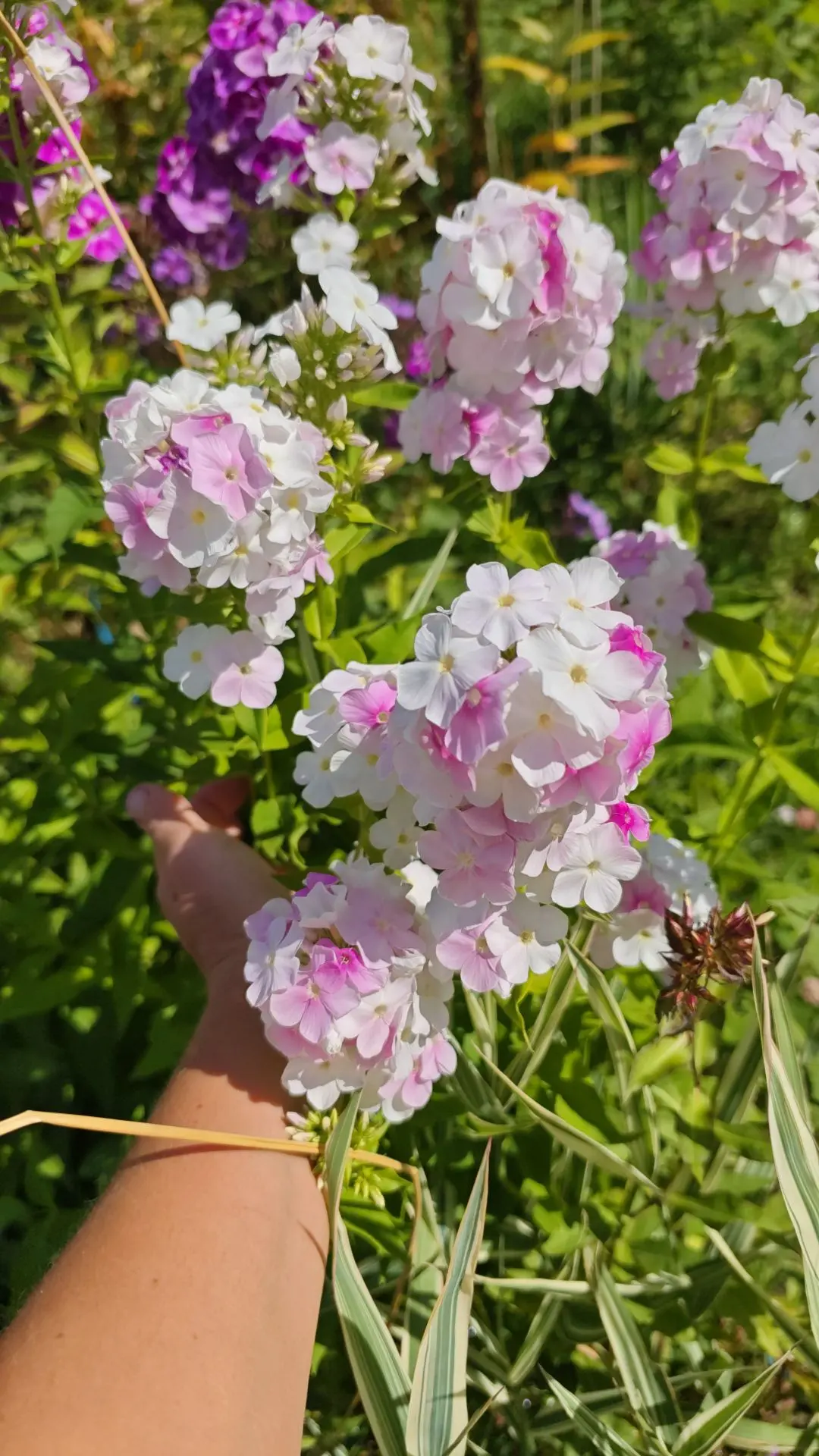 🌸 Флокс Cool Water — акварельная магия и глоток свежести в вашем саду! 🌸