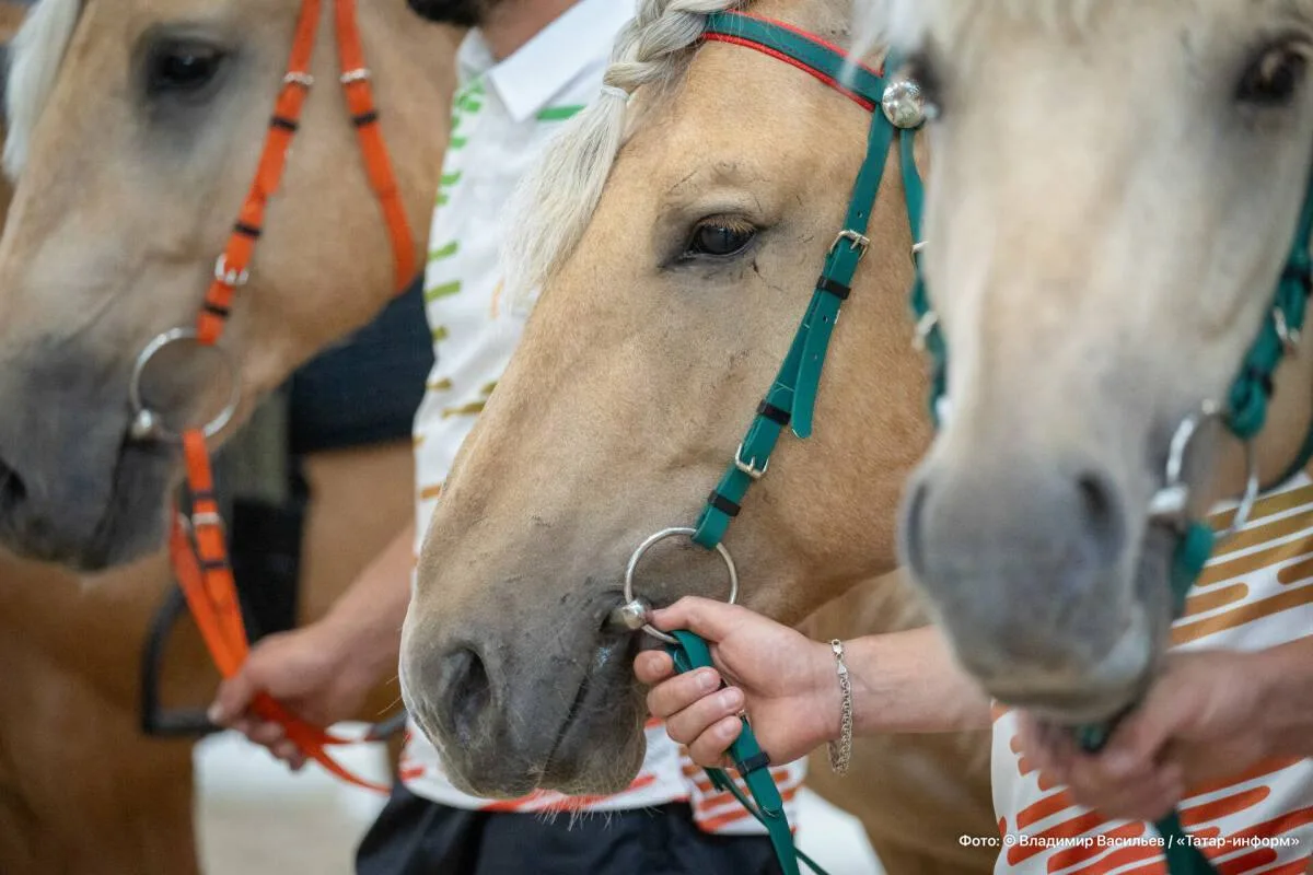🐎 Арский район вошел в число муниципалитетов с самым большим поголовьем лошадей в Тата...