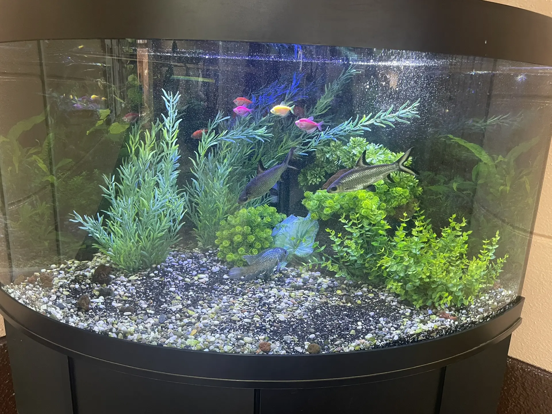 🐠💙 СПАСИБО ЗА ПОДАРОК ГИМНАЗИИ! 💙🐠  Выражаем благодарность Михайловой Василисе, ученице 5Г класса, и