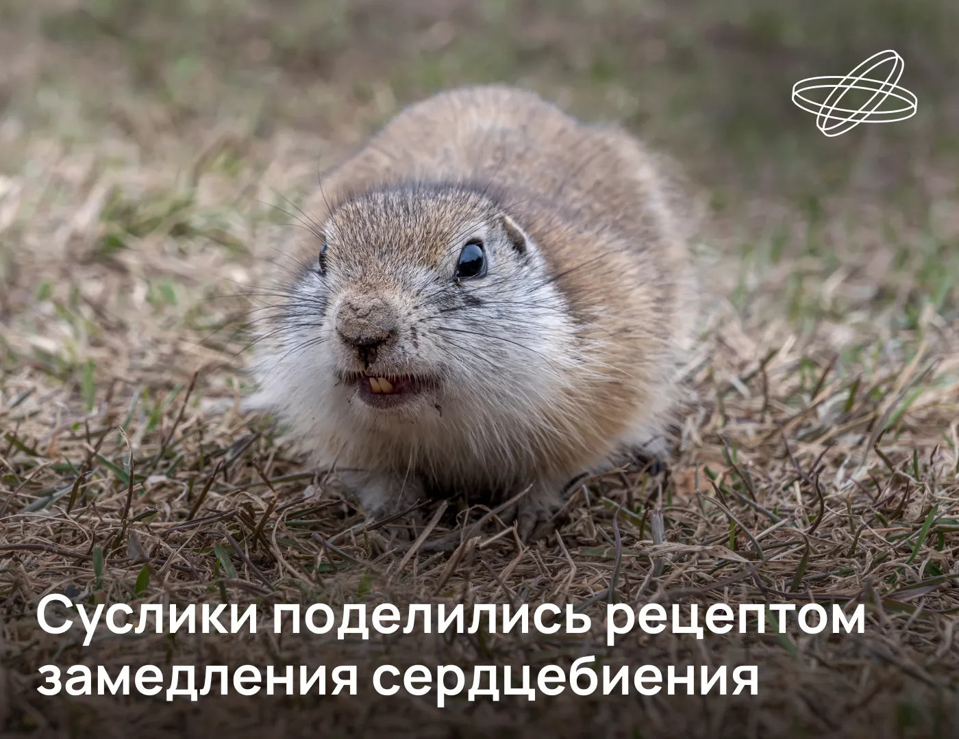 Российские учёные обнаружили два химических соединения, резко замедляющих сердцебиение....