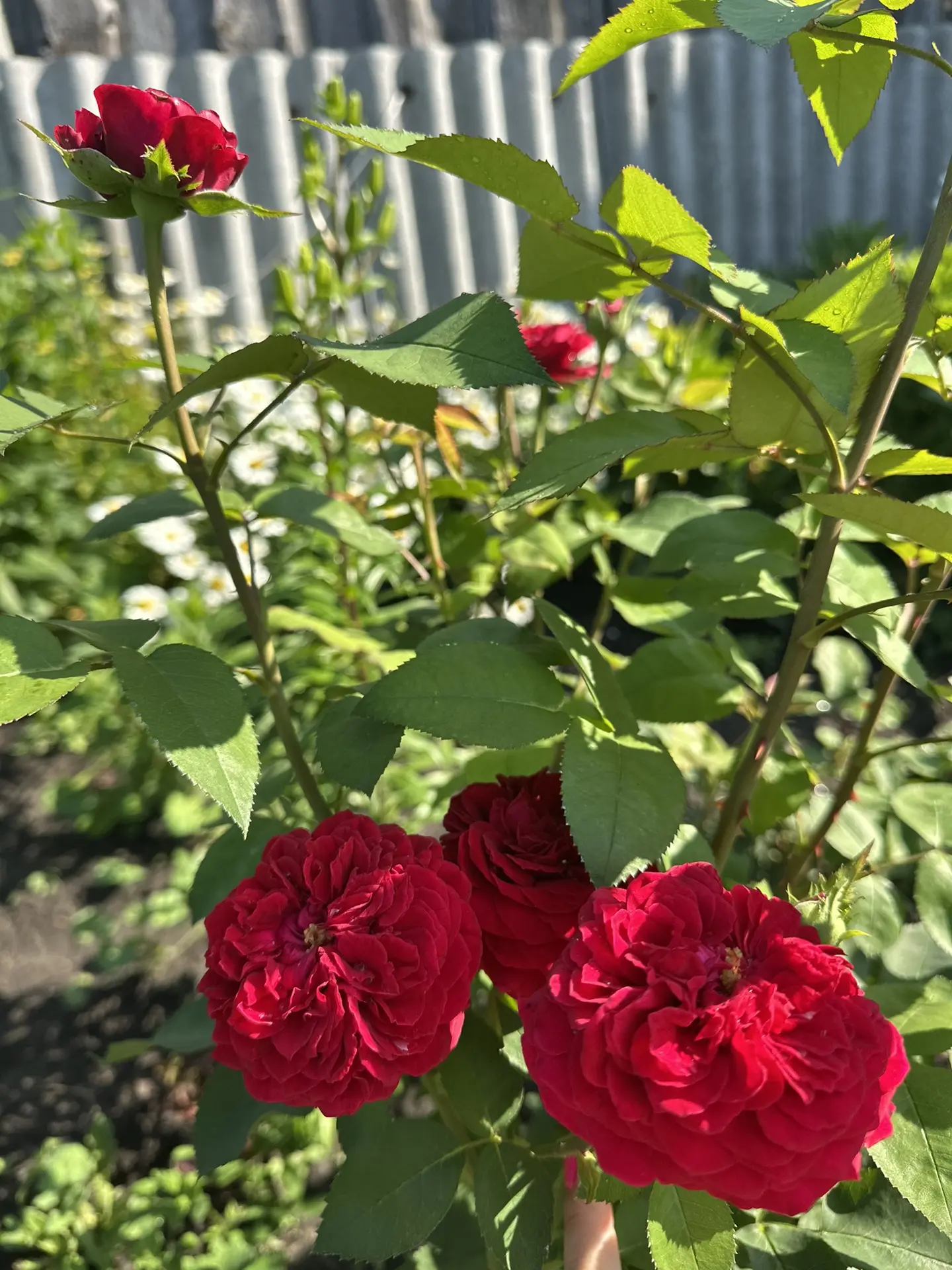 🌸🤩Добрый деревенский денечек,наши дорогие!🔆🏡

 Мы проводили Руслана на работу,Карину домой.

Сей