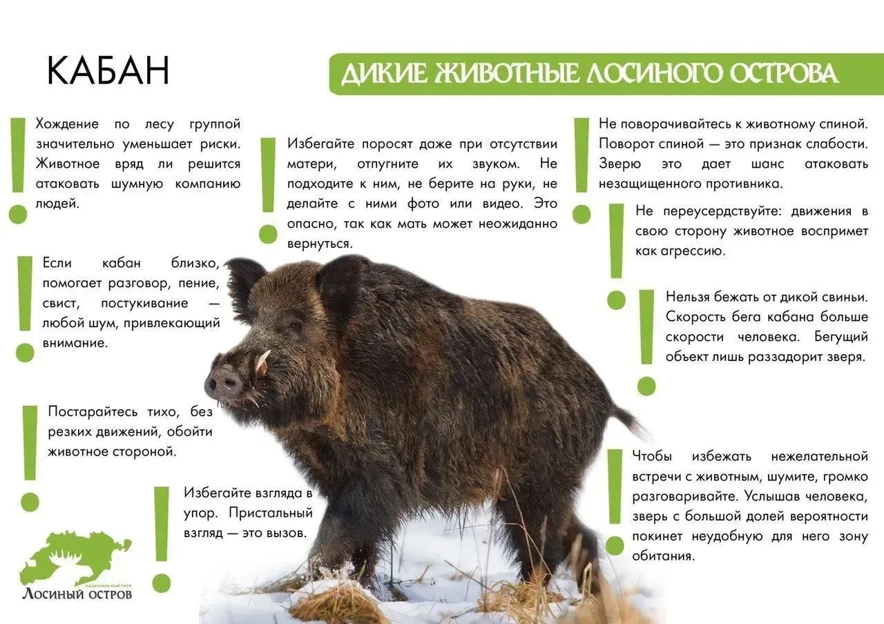 Как правильно вести себя с дикими животными при встрече в лесу?
✅Чтобы прогулка в Лосином острове ос