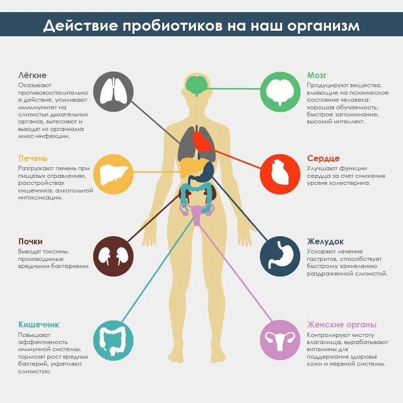 Действие пробиотиков на наш организм