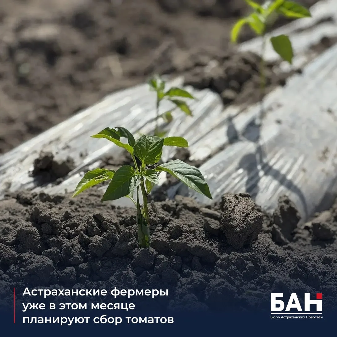 👨🏼‍🌾 Уже в середине июня аграрии Красноярского округа планируют приступить к уборке первых овощей