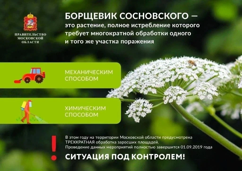 🚫 Борьба с борщевиком Сосновского продолжается в Ступино

В администрации муниципалитета, под руков