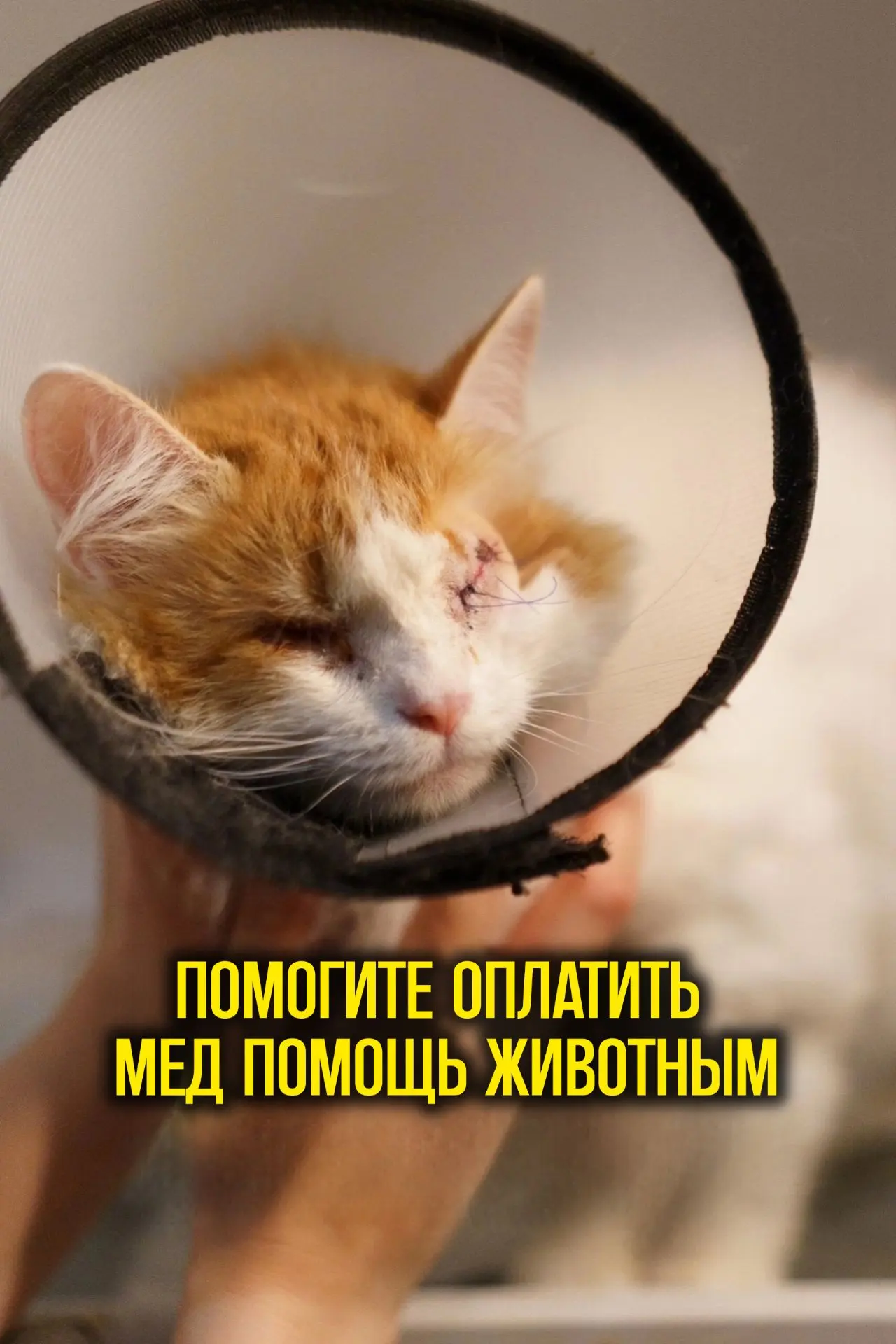 БОЛЬШАЯ ПРОСЬБА О ПОМОЩИ‼️ сбор на медицинскую помощь животным приюта! ‼️
