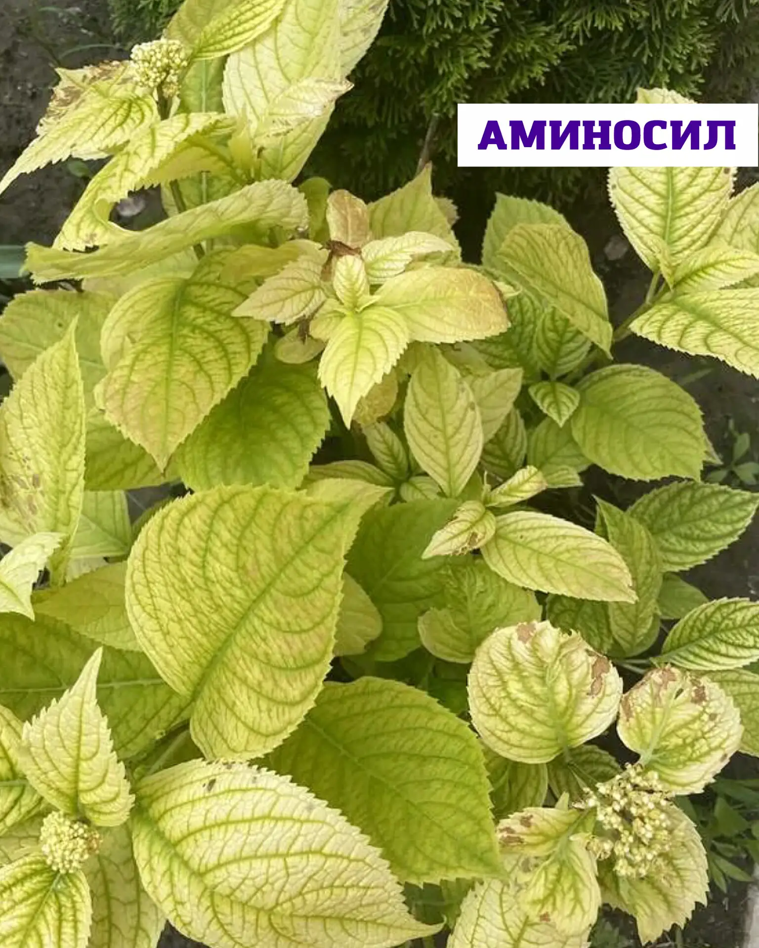 Почему у гортензии желтеют листья? 🌿

Пожелтение листьев у гортензий — один из самых частых сигнало