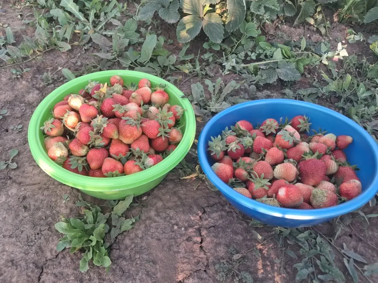 Кызлардан  фотоотчет килеп иреште.🍓Җиләкләр дә сөбханаллаһ. Һәркөн өзеп авыз итәргә җи...