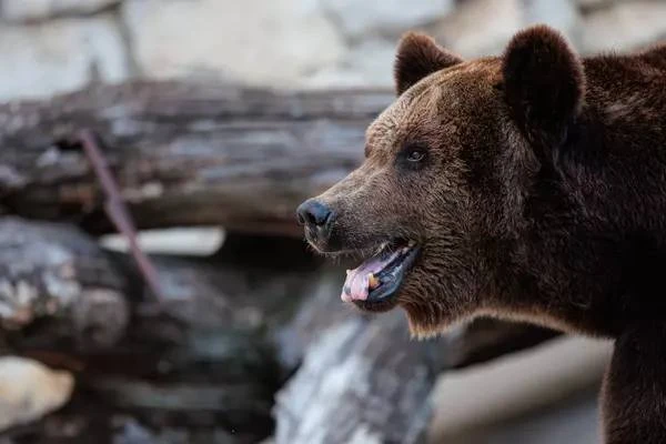 🐻 Медведей чаще всего встречают на севере и северо-западе Подмосковья — в Можайском, Ш...