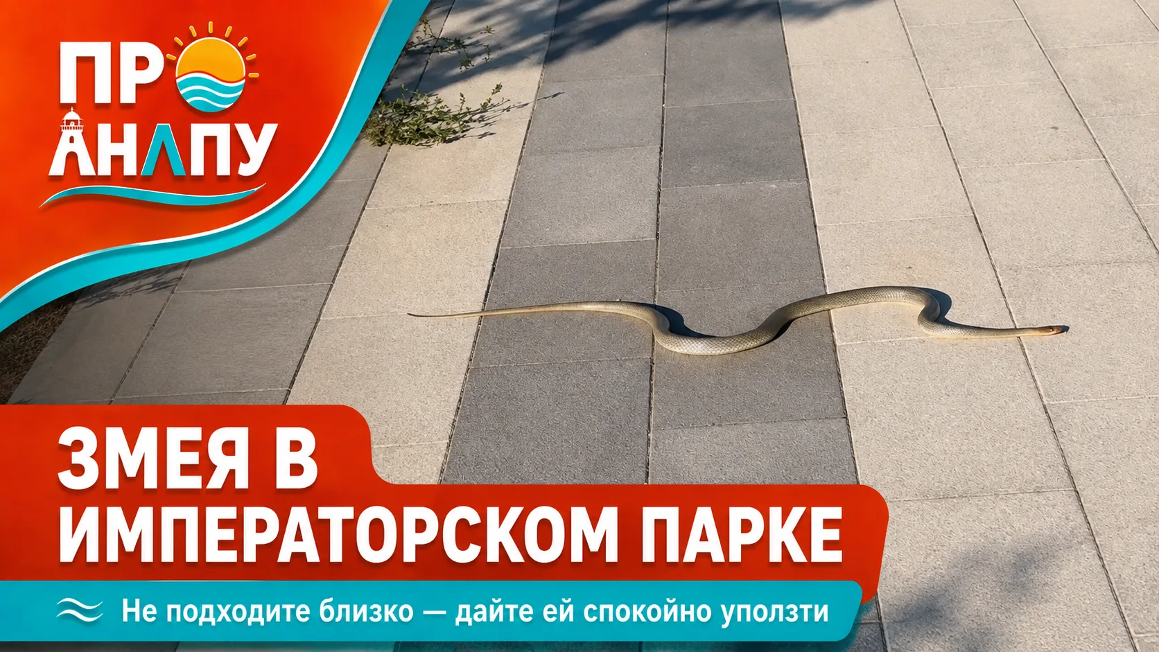 В Императорском парке Анапы заметили змею