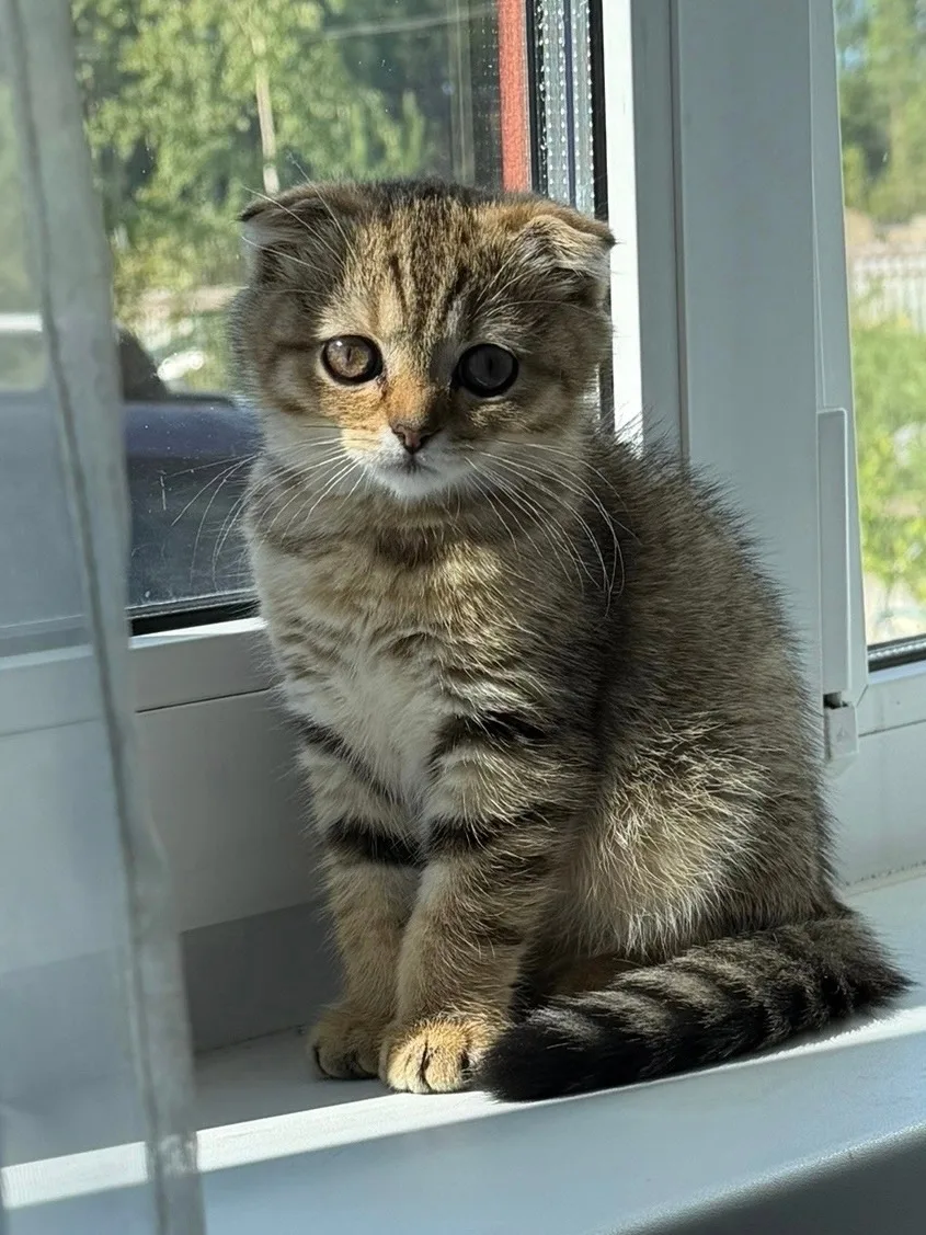 🆘 СРОЧНО! ПРОПАЛ ЛЮБИМЫЙ КОТЁНОК! 🆘ЩЕДРОЕ ВОЗНАГРАЖДЕНИЕ ГАРАНТИРОВАННО